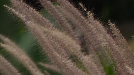 foxtail flowers, elegant ornamental herbaceous plant