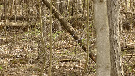 brown squirrel with orange tail running over a fallen tree in the nature in ontario
