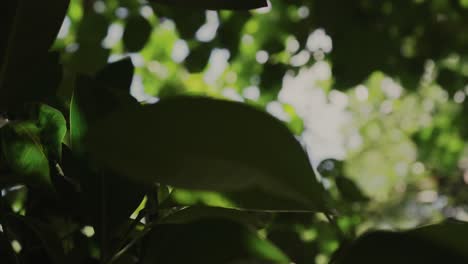 Sunlight-passing-through-the-leaves