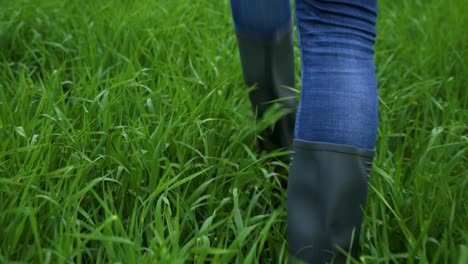 close up of a farmer walking through young green corn crop field. high quality 4k footage
