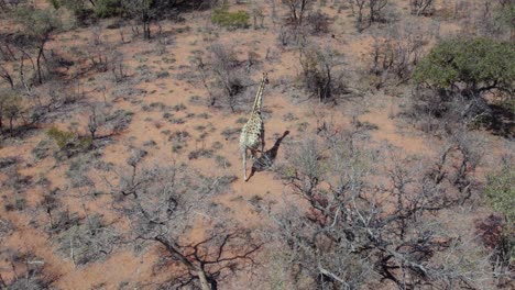 vista aérea de la jirafa caminando en el parque de la meseta de waterberg en namibia, sudáfrica