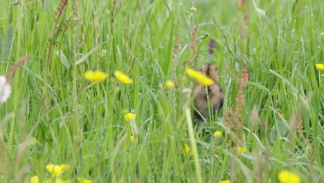 Winziger-Grutto-Vogel,-Der-Versucht,-Durch-Dichte-Grüne-Wiese-Zu-Laufen,-Handheld-Ansicht