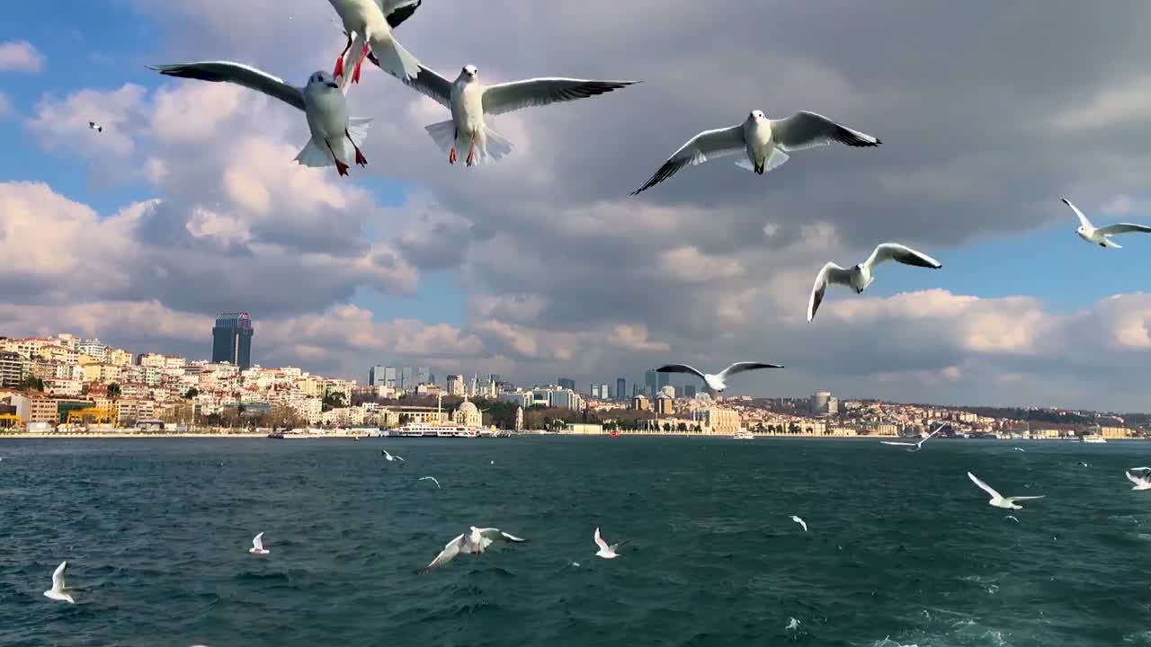 Những con mòng biển bay theo Phà Istanbul trên eo biển Bosphorus ở Thổ Nhĩ Kỳ.