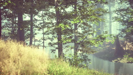 green grass in the forest at sunny summer morning