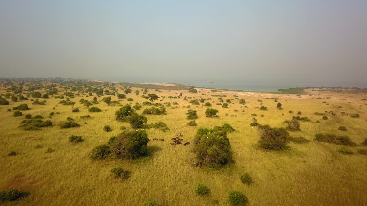 High-altitude aerial of herd of African buffalo (Syncerus caffer) moving through open savannah grassland in Murchison Falls National Park, Uganda showcasing the renowned East African wildlife reserve