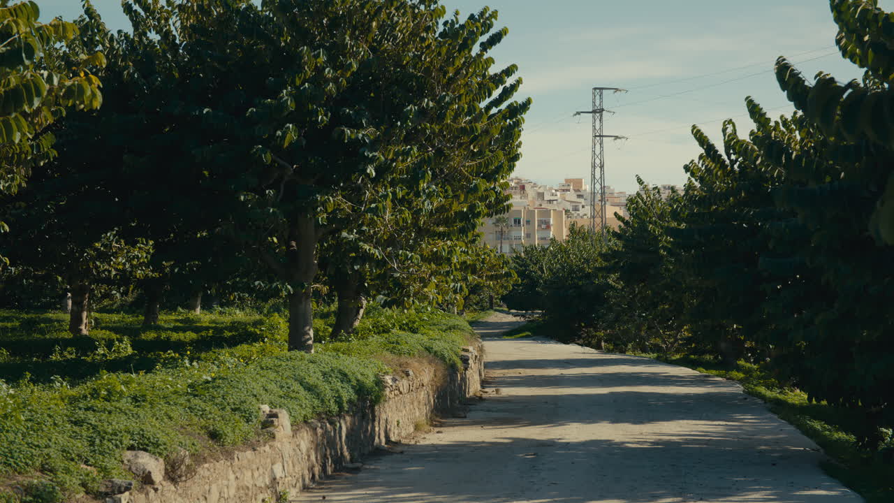 Lush agricultural orchards growing fruit and nuts line a quiet dirt path, with a cityscape visible beyond the trees