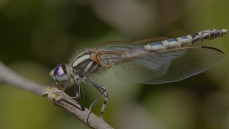 dragonfly resting on a twig