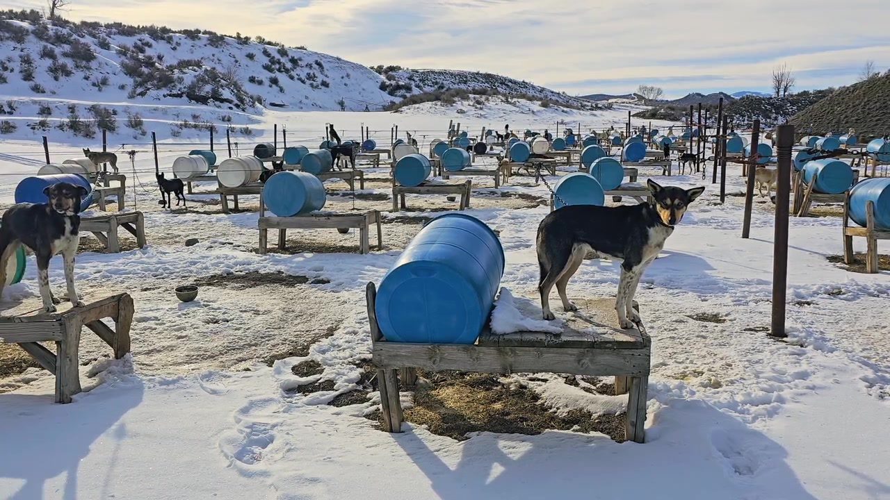 Close view of a tethered sled dog standing beside a barrel shelter at a snowy kennel, with rows of huskies, wooden platforms, feeding bowls, and rural hills stretching into the distance.