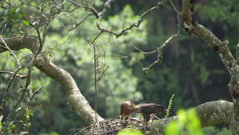 javan-hawk-eagle's-mother-is-teaching-her-cub-how-to-eat-fresh-meat-from-her-hunt