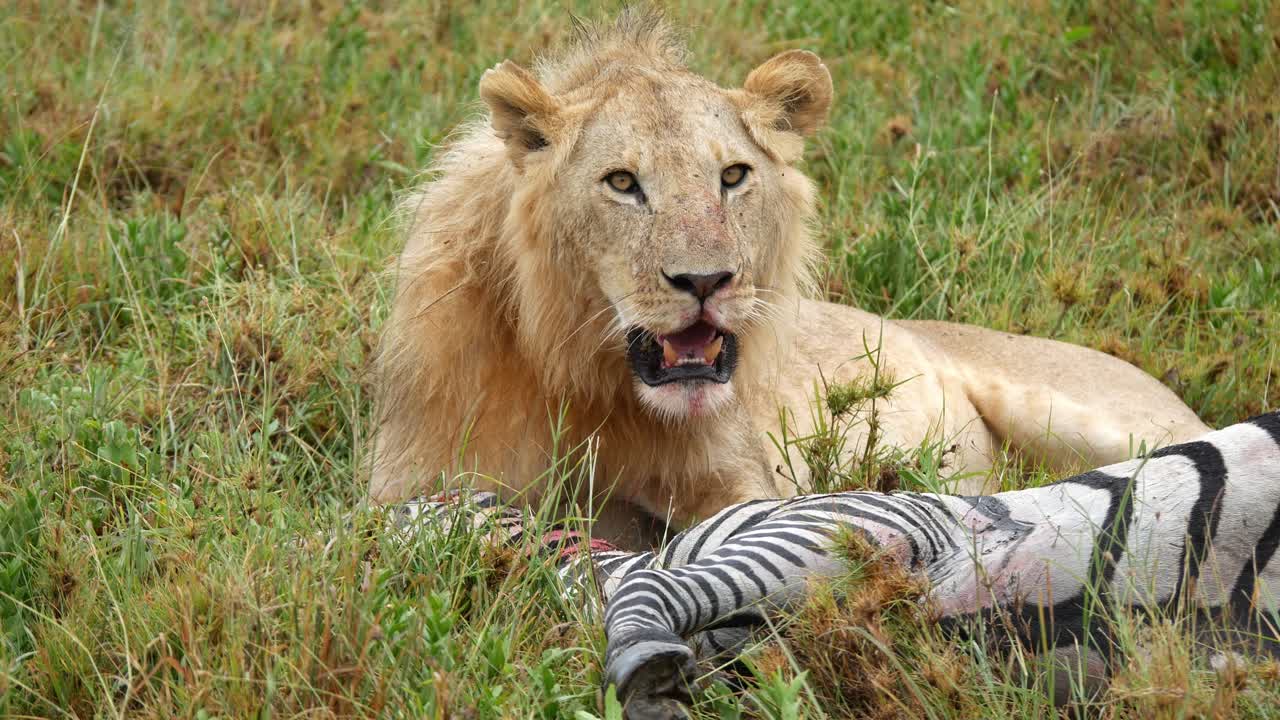 Male lion resting after feeding on a zebra carcass in the African savanna. closeup static