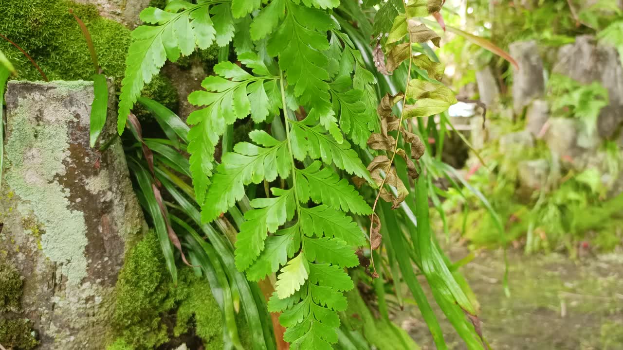 matorrales del helecho común en un bosque sombreado 4k