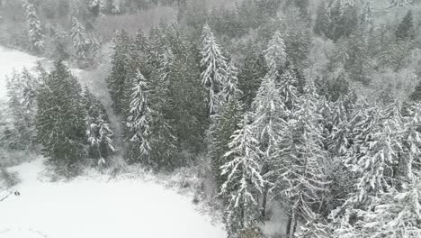 Orbiting-dense-snow-covered-evergreen-forest-revealing-a-small-red-barn,-aerial