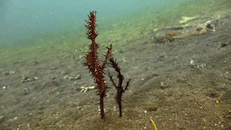 couple of ornate ghost pipefish hovering side by side over sandy bottom upside down, male is significantly smaller than the female