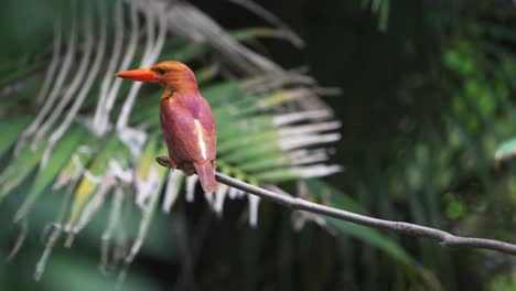 Ruddy-Kingfisher-Perching,-Showing-Its-Back-with-Red-and-Purple-Feather