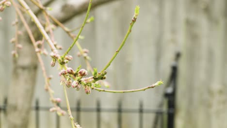peach tree blooming in the spring with cedar fence background