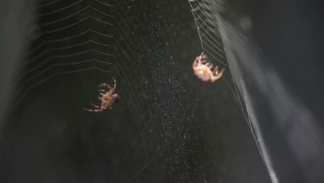 reflection on a stagnant water of a spider creating web