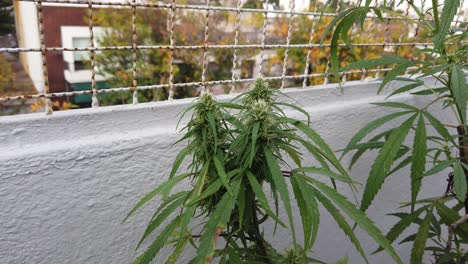 técnica de recorte de brotes apical triple plantas florales de marihuana primer plano al aire libre brotes de balcón agitando el viento recorte de tiro
