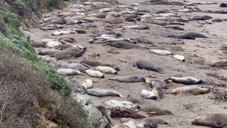 Cinematic-wide-booming-up-shot-of-the-Northern-Elephant-Seal-Rookery-in-San-Simeon,-California