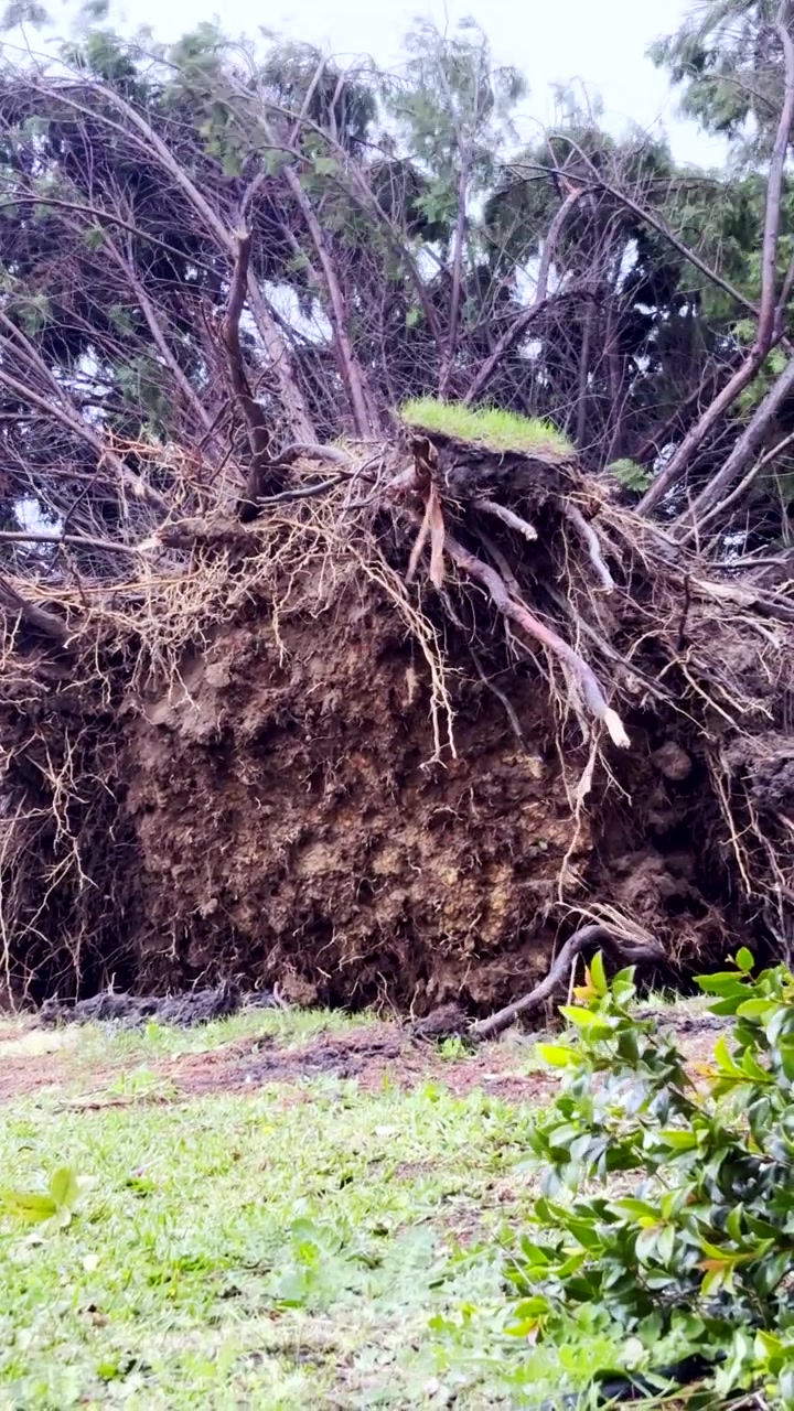 Heavy damage of uprooted tree after severe weather and gale force wind. Vertical