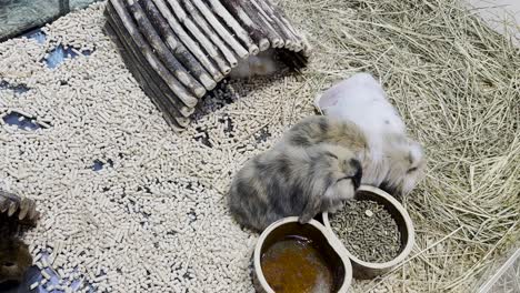 cute bunnies eating and resting in their enclosure
