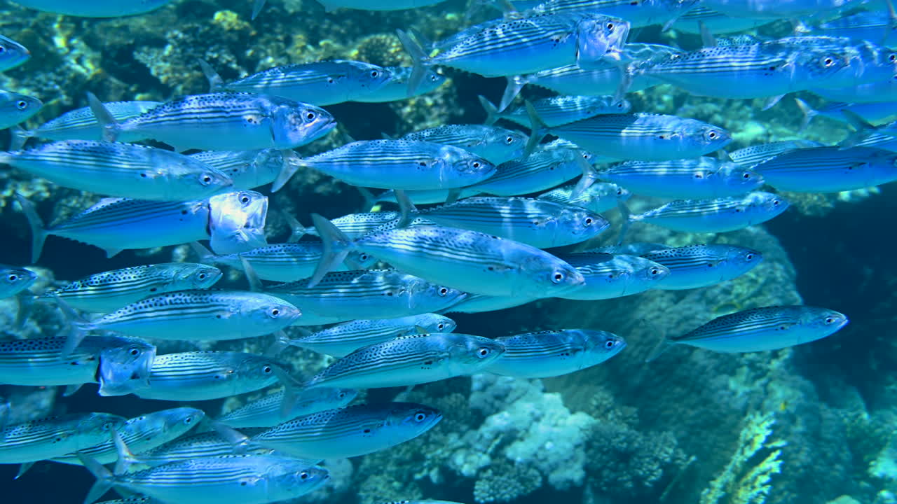 A school of Indian mackerel fish swimming in the red sea