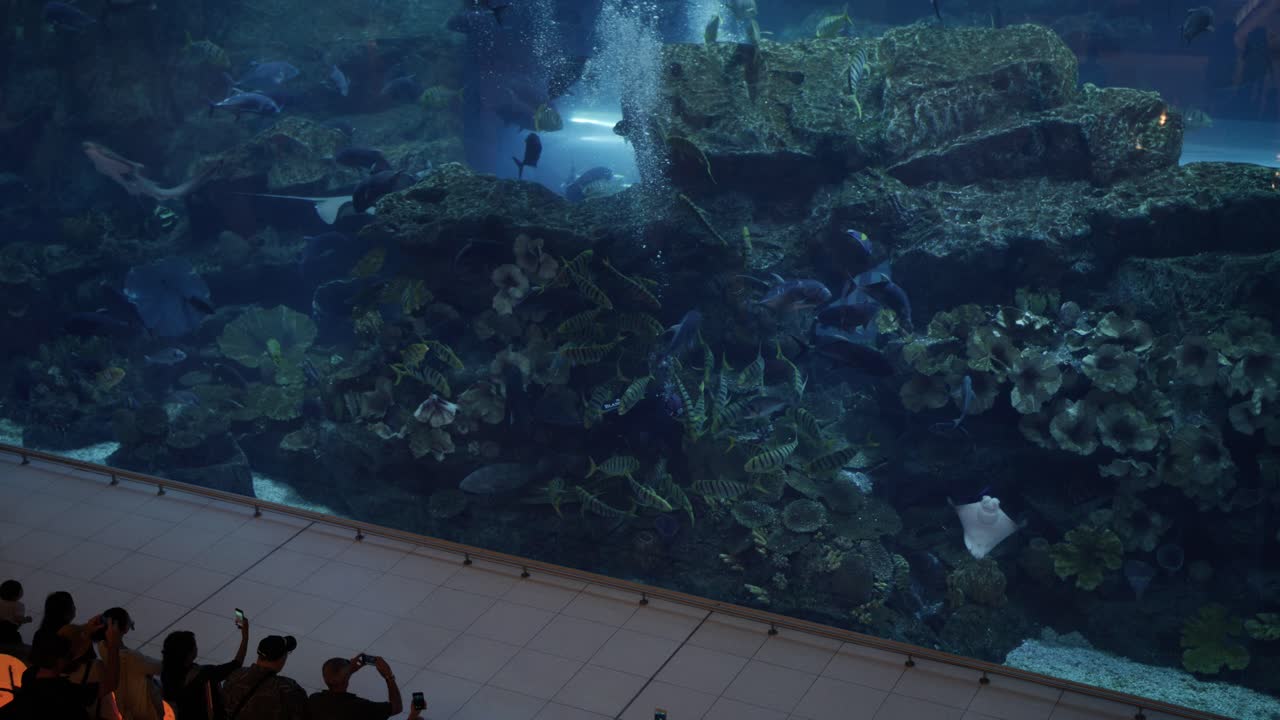 수족관, 바다 생활, 물고기, 대양, 물, 수중, 수족관, 두바이 몰, 관광 여행
