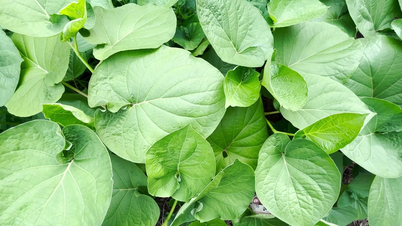 Nahaufnahme von üppig grünen, herzförmigen Blättern in einem Garten