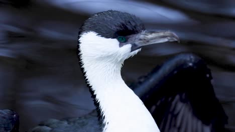 bird preening and stretching its wings