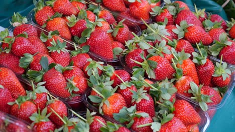 fresh strawberries in plastic trays