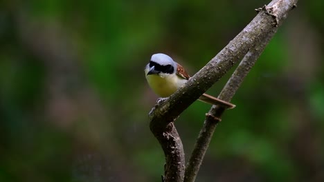 The-Tiger-Shrike-got-its-name-from-the-Tiger-like-pattern-on-its-feathers-as-it-is-also-a-predator-of-a-bird-that-feeds-on-insects,-very-small-mammals,-and-even-birds-of-its-size