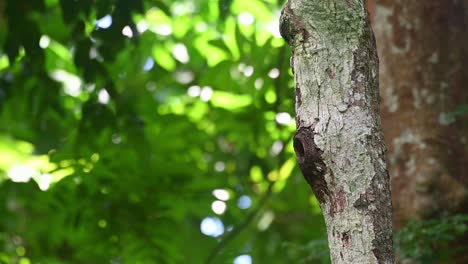 collared owlet, taenioptynx brodiei, kaeng krachan national park, thailand