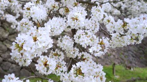 Hermosas-Flores-Blancas-De-Sakura-Que-Florecen-En-Temporada-En-Kanazawa,-Japón---Primer-Plano
