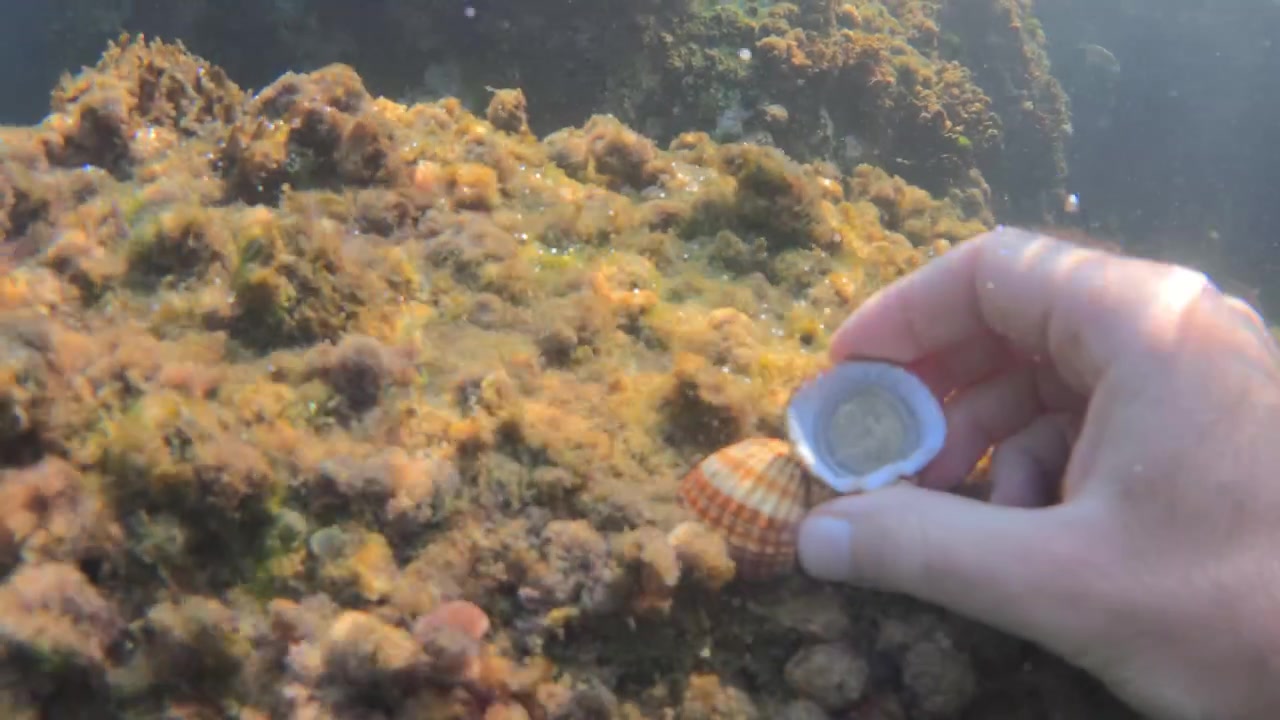Mano che tiene una moneta sott'acqua vicino a conchiglie colorate e vita marina su una barriera corallina rocciosa, a simboleggiare la scoperta e un tesoro perduto.