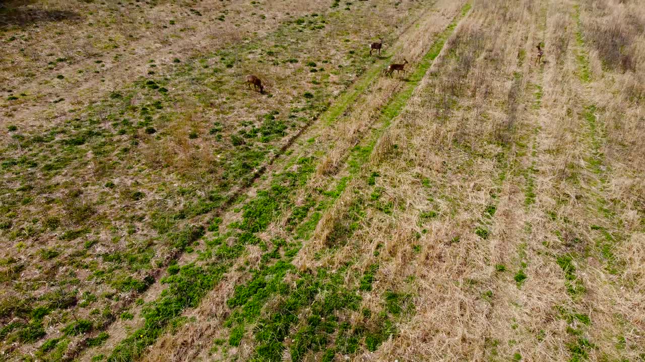 Roe Deer, Capreolus capreolus, United Kingdom; seen on the field, a reverse aerial capture of three individuals on the field then revealing trees and more space