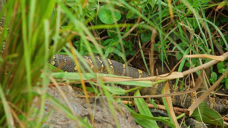 Äärimmäisen läheinen kuva niilinvaraani-liskosta (Varanus niloticus), joka on osittain piilossa ruohikossa Murchison Fallsin kansallispuistossa, Ugandassa. Kuva esittää luonnollisen naamioinnin afrikkalaisessa kosteikkoympäristössä