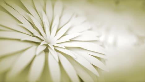 hermosa flor de margarita que gira lentamente sobre un fondo negro giratorio