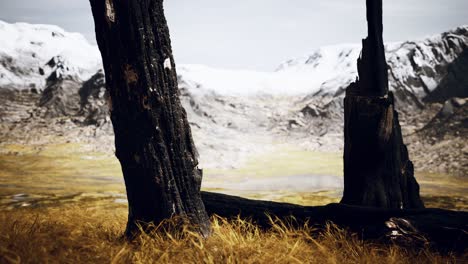 burnt-tree-logs-after-forest-fire