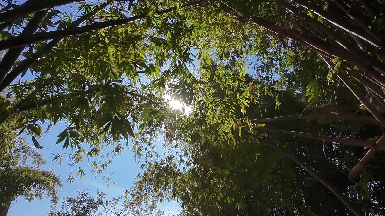 Rays of sun filtering through foliage, a nature trail