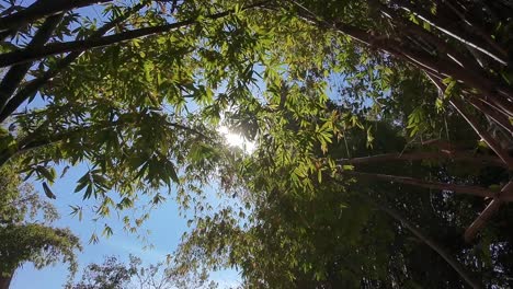 rays of sun filtering through foliage, a nature trail