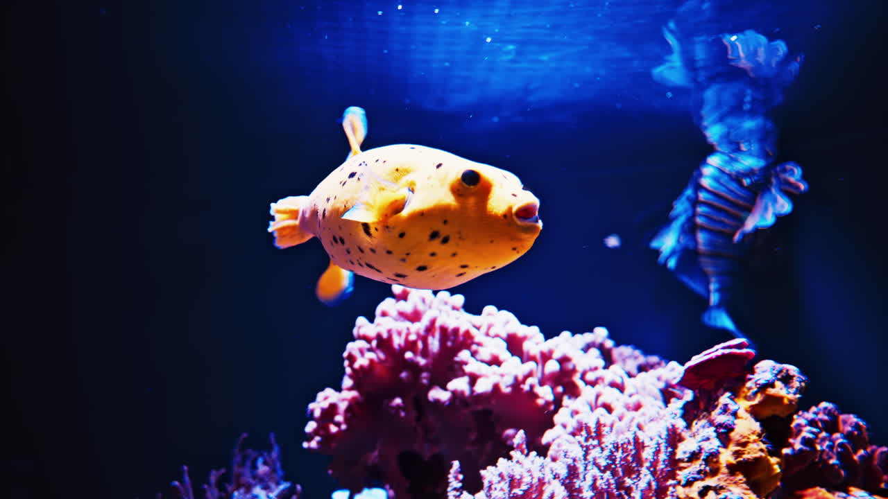 Close up of a Blackspotted puffer fish swimming near coral reefs