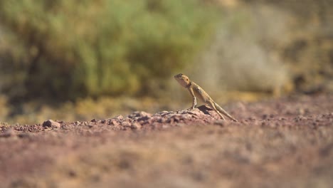 tiro de lagarto del desierto mirando alrededor 02