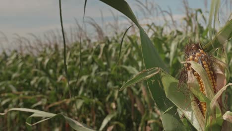 Corn-and-cornfield-in-summer