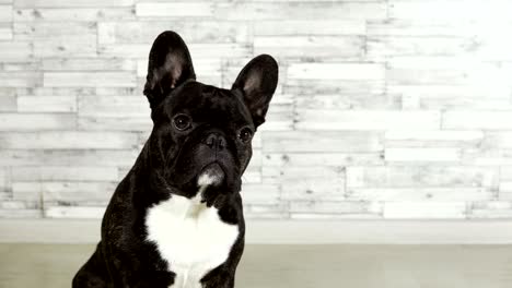 animal dog breed french bulldog sitting