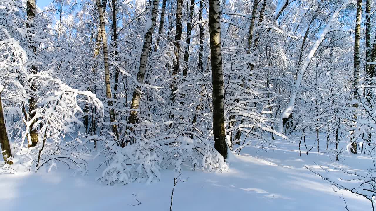 숲에 눈 덮인 가지입니다. 겨울 요정 배경