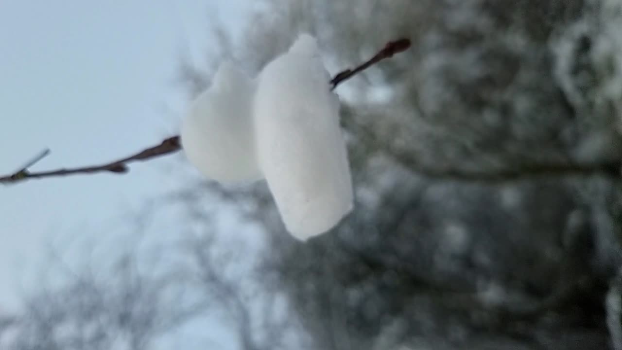 decoración de patos de nieve congelados de forma vertical colgando de las ramas desnudas de los árboles de invierno