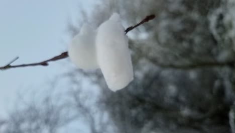 vertical shaped frozen snow ducks decoration hanging from bare winter tree branches