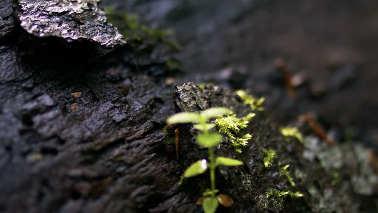 Effetto rack focus, macro pan sulla corteccia di un albero fino a un piccolo germoglio in un bosco. La profondità di campo ridotta e il bokeh cinematografico rivelano la nuova crescita e la texture organica
