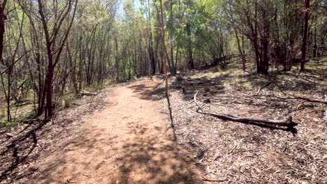 un paseo por un sendero del bosque