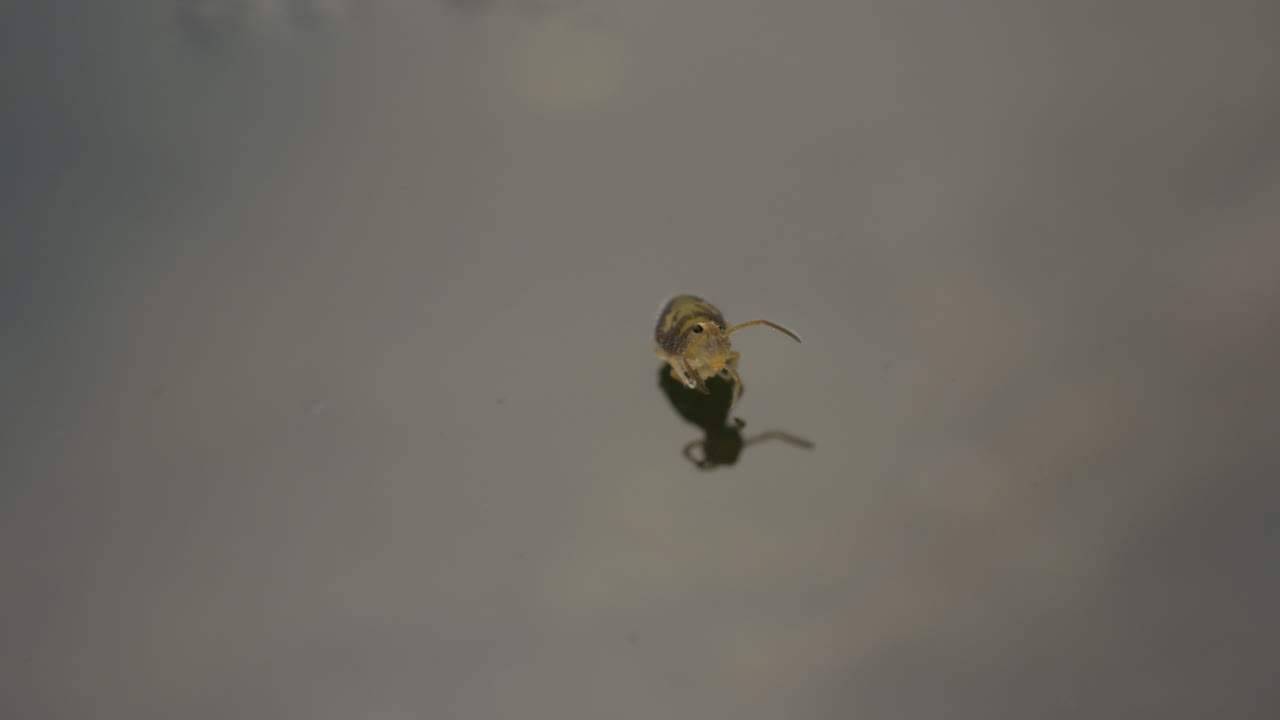 사랑스럽고 귀여운 구형 스프링테일이 안테나를 청소하고 술을 마시는 놀라운 영상