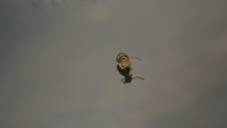 imágenes increíbles de adorable, lindo cola de resorte globular limpiando su antena y luego bebiendo